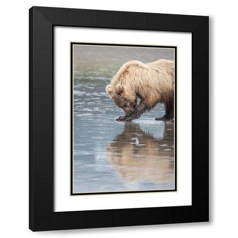 Clamming brown bear reflected at low tide along Cook Inlet. Black Modern Wood Framed Art Print with Double Matting by Sederquist, Betty