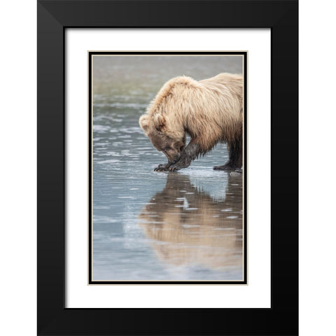 Clamming brown bear reflected at low tide along Cook Inlet. Black Modern Wood Framed Art Print with Double Matting by Sederquist, Betty