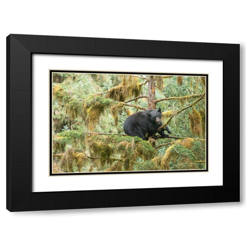 Cub resting in a tree to escape male bears- which could kill it. Black Modern Wood Framed Art Print with Double Matting by Sederquist, Betty