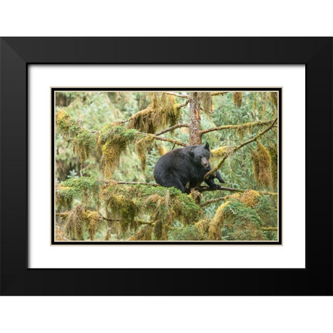 Cub resting in a tree to escape male bears- which could kill it. Black Modern Wood Framed Art Print with Double Matting by Sederquist, Betty