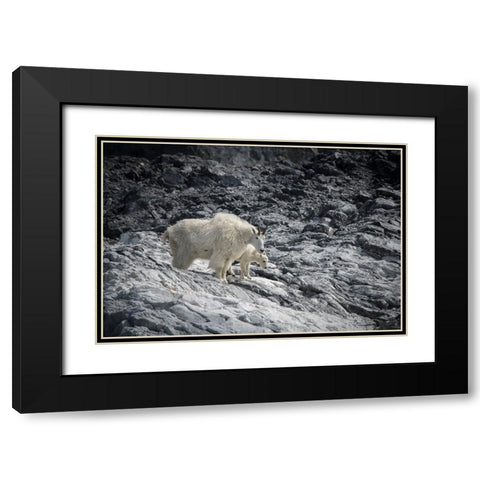 Mama mountain goat and her kid find their footing at Gloomy Knob- Glacier Bay. Black Modern Wood Framed Art Print with Double Matting by Sederquist, Betty