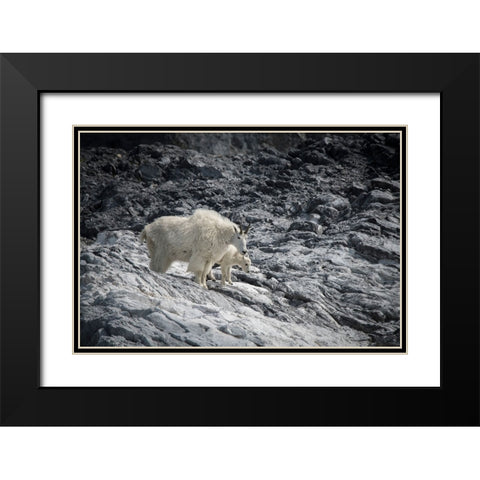 Mama mountain goat and her kid find their footing at Gloomy Knob- Glacier Bay. Black Modern Wood Framed Art Print with Double Matting by Sederquist, Betty