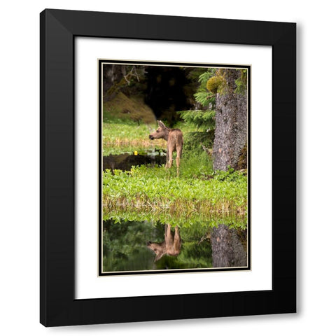 Tiny moose calf waits for its mother at a rainforest pond at Bartlett Cove- Glacier Bay. Black Modern Wood Framed Art Print with Double Matting by Sederquist, Betty