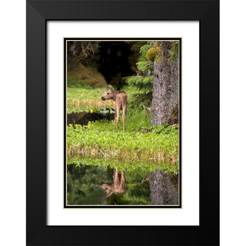 Tiny moose calf waits for its mother at a rainforest pond at Bartlett Cove- Glacier Bay. Black Modern Wood Framed Art Print with Double Matting by Sederquist, Betty