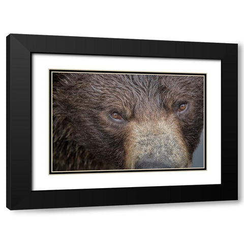 Ultra closeup of a brown bear at Fortress of the Bear- a Sitka rescue center. Black Modern Wood Framed Art Print with Double Matting by Sederquist, Betty
