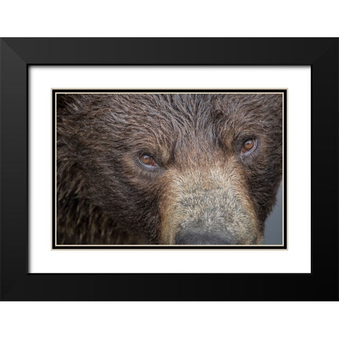 Ultra closeup of a brown bear at Fortress of the Bear- a Sitka rescue center. Black Modern Wood Framed Art Print with Double Matting by Sederquist, Betty