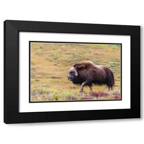 USA- Alaska- Noatak National Preserve. Bull Muskox on the arctic tundra. Black Modern Wood Framed Art Print with Double Matting by Norrsell, Fredrik