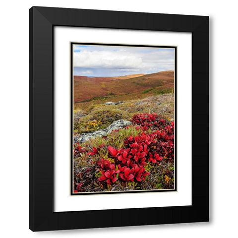 USA- Alaska- Noatak National Preserve. Alpine Bearberry on arctic tundra in autumn colors. Black Modern Wood Framed Art Print with Double Matting by Norrsell, Fredrik