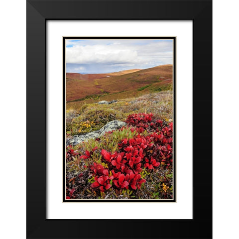 USA- Alaska- Noatak National Preserve. Alpine Bearberry on arctic tundra in autumn colors. Black Modern Wood Framed Art Print with Double Matting by Norrsell, Fredrik