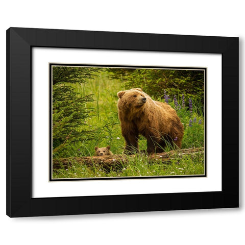 USA-Alaska-Female grizzly bear and cub Black Modern Wood Framed Art Print with Double Matting by Theodore, George and Marilu