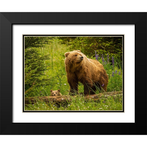 USA-Alaska-Female grizzly bear and cub Black Modern Wood Framed Art Print with Double Matting by Theodore, George and Marilu