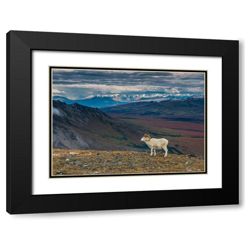 Dall sheep on ridge-fall tundra-Denali National Park-Alaska-USA Black Modern Wood Framed Art Print with Double Matting by Garber, Howie