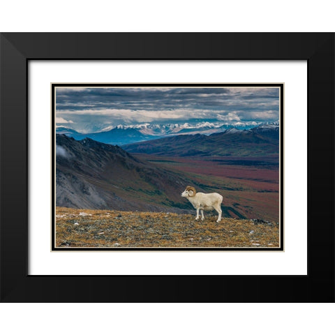 Dall sheep on ridge-fall tundra-Denali National Park-Alaska-USA Black Modern Wood Framed Art Print with Double Matting by Garber, Howie