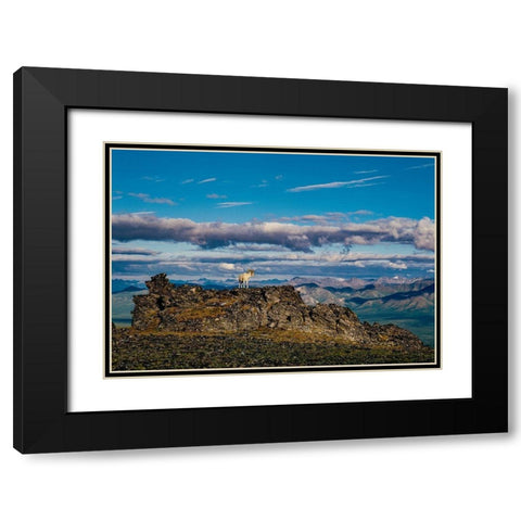 Solo dall ram on ridge-Denali National Park-Alaska-USA Black Modern Wood Framed Art Print with Double Matting by Garber, Howie