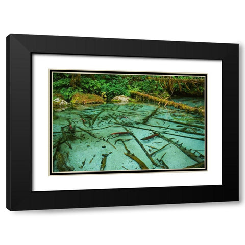 Salmon spawning hole in forest near Haines-Alaska-Tongass National Forest Black Modern Wood Framed Art Print with Double Matting by Garber, Howie