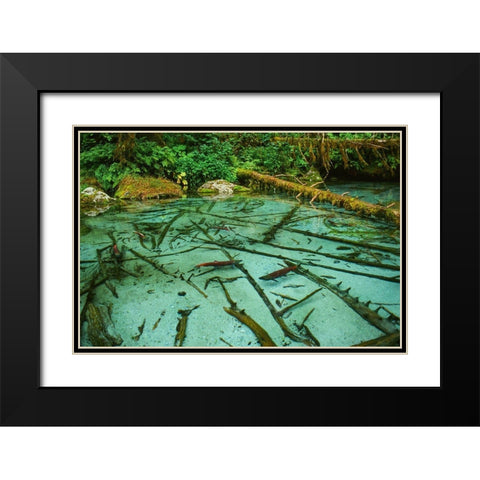 Salmon spawning hole in forest near Haines-Alaska-Tongass National Forest Black Modern Wood Framed Art Print with Double Matting by Garber, Howie