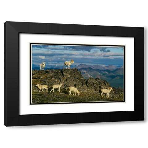 Herd of Dall Rams and Ewes graze on ridge-Denali National Park-Alaska Black Modern Wood Framed Art Print with Double Matting by Garber, Howie