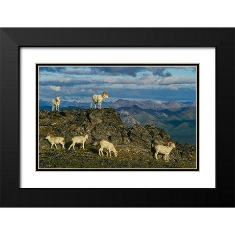 Herd of Dall Rams and Ewes graze on ridge-Denali National Park-Alaska Black Modern Wood Framed Art Print with Double Matting by Garber, Howie