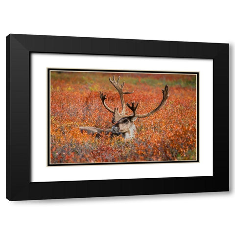 Large male caribou in red fall tundra-eye to eye with photographer-Denali National Park-Alaska Black Modern Wood Framed Art Print with Double Matting by Garber, Howie