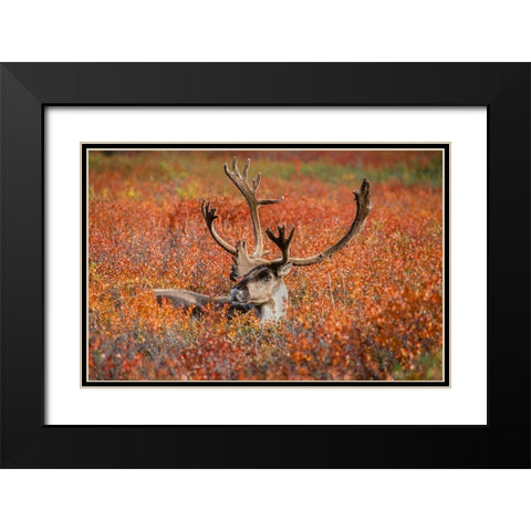 Large male caribou in red fall tundra-eye to eye with photographer-Denali National Park-Alaska Black Modern Wood Framed Art Print with Double Matting by Garber, Howie