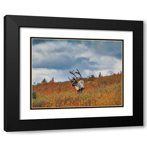 Caribou in fall foliage-Denali national Park-Alaska Black Modern Wood Framed Art Print with Double Matting by Garber, Howie