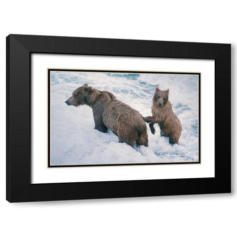 Mother and Cub-Alaskan Brown Bear in creek at McNeil River State Game Reserve-Alaska Black Modern Wood Framed Art Print with Double Matting by Garber, Howie