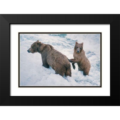 Mother and Cub-Alaskan Brown Bear in creek at McNeil River State Game Reserve-Alaska Black Modern Wood Framed Art Print with Double Matting by Garber, Howie