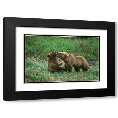 Play behavior between Sow and Cub Brown Bear-McNeil River State Game Reserve-Alaska Black Modern Wood Framed Art Print with Double Matting by Garber, Howie