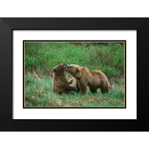 Play behavior between Sow and Cub Brown Bear-McNeil River State Game Reserve-Alaska Black Modern Wood Framed Art Print with Double Matting by Garber, Howie