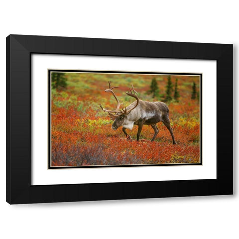 Large male caribou wandering in colorful fall tundra-Denali National Park-Alaska Black Modern Wood Framed Art Print with Double Matting by Garber, Howie