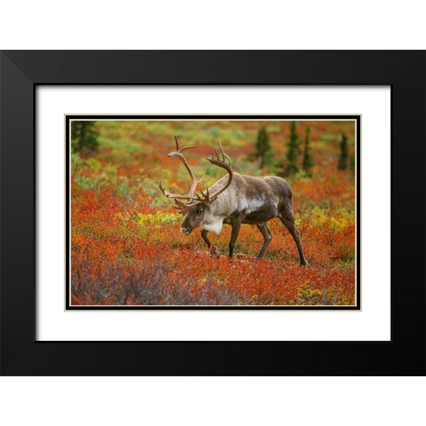 Large male caribou wandering in colorful fall tundra-Denali National Park-Alaska Black Modern Wood Framed Art Print with Double Matting by Garber, Howie