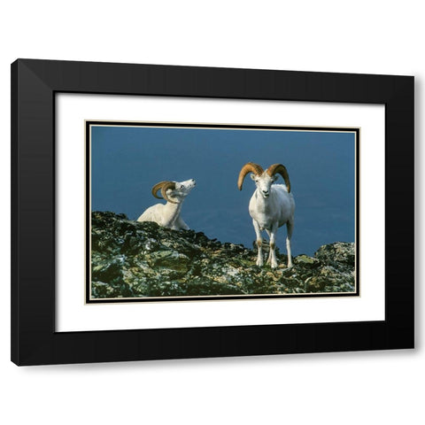 Two Dall Sheep Rams on ridge-Denali National Park-Alaska Black Modern Wood Framed Art Print with Double Matting by Garber, Howie
