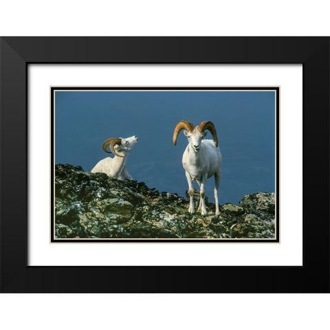 Two Dall Sheep Rams on ridge-Denali National Park-Alaska Black Modern Wood Framed Art Print with Double Matting by Garber, Howie