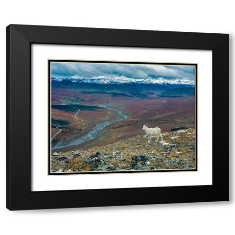 Dall Ram on ridge-fall tundra-Denali National Park-Alaska Black Modern Wood Framed Art Print with Double Matting by Garber, Howie
