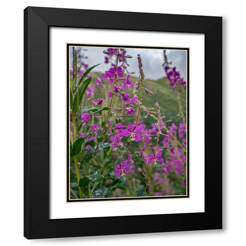 Fireweed and Alaskan morning near Eagle River-Alaska Black Modern Wood Framed Art Print with Double Matting by Garber, Howie