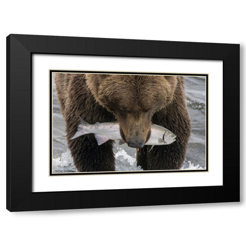 Alaska- Brooks Falls. Grizzley bear holding a salmon in its mouth. Black Modern Wood Framed Art Print with Double Matting by Muir, Janet