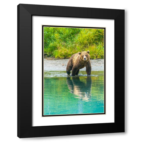 Alaska- Lake Clark. Young grizzly bear walks along the shoreline. Black Modern Wood Framed Art Print with Double Matting by Muir, Janet