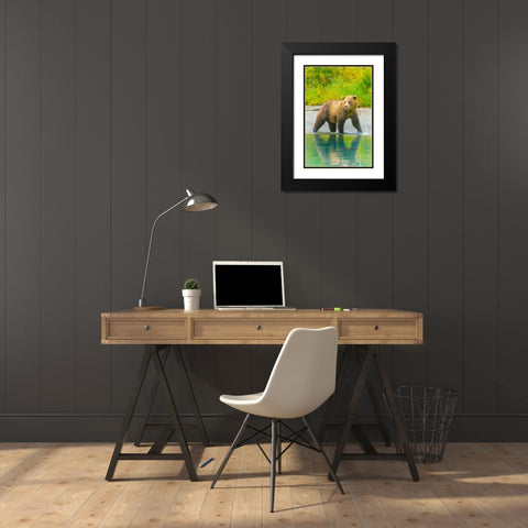 Alaska- Lake Clark. Grizzly bear walks along the shoreline. Black Modern Wood Framed Art Print with Double Matting by Muir, Janet
