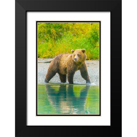 Alaska- Lake Clark. Grizzly bear walks along the shoreline. Black Modern Wood Framed Art Print with Double Matting by Muir, Janet