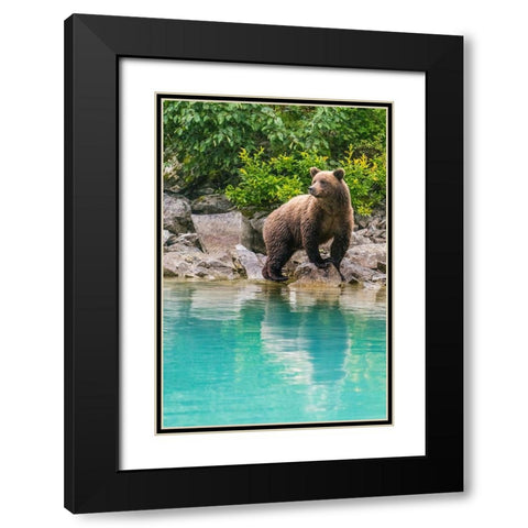 Alaska- Lake Clark. Young grizzly bear walks along the shoreline. Black Modern Wood Framed Art Print with Double Matting by Muir, Janet