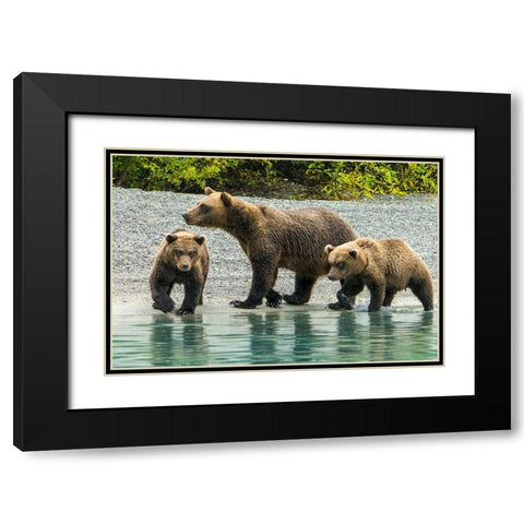 Alaska- Lake Clark. Mom and two cubs walking along the shoreline. Black Modern Wood Framed Art Print with Double Matting by Muir, Janet
