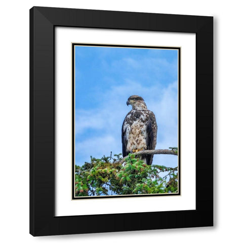 Bald Eagle-Alaska-USA Black Modern Wood Framed Art Print with Double Matting by Engelbrecht, Jim