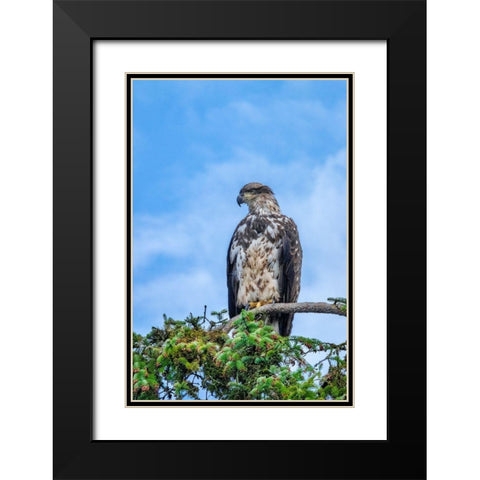 Bald Eagle-Alaska-USA Black Modern Wood Framed Art Print with Double Matting by Engelbrecht, Jim