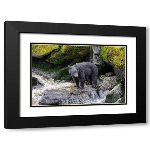 Black Bear-Anan Creek-Wrangell-Alaska-USA Black Modern Wood Framed Art Print with Double Matting by Engelbrecht, Jim