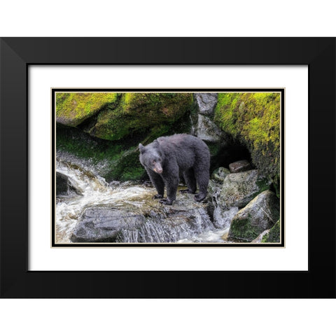 Black Bear-Anan Creek-Wrangell-Alaska-USA Black Modern Wood Framed Art Print with Double Matting by Engelbrecht, Jim