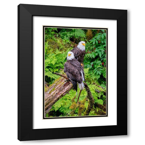 Bald Eagle-Anan Creek-Wrangell-Alaska-USA Black Modern Wood Framed Art Print with Double Matting by Engelbrecht, Jim