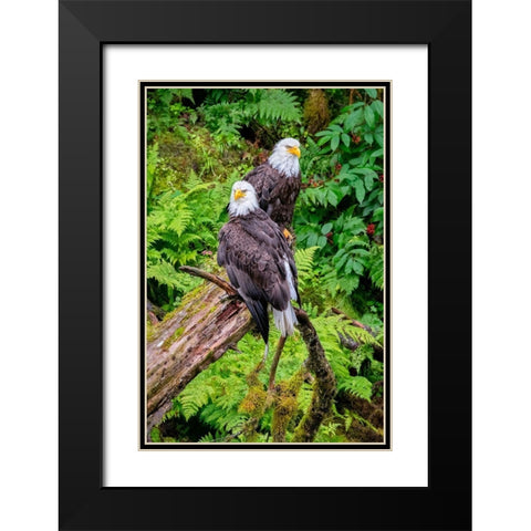 Bald Eagle-Anan Creek-Wrangell-Alaska-USA Black Modern Wood Framed Art Print with Double Matting by Engelbrecht, Jim