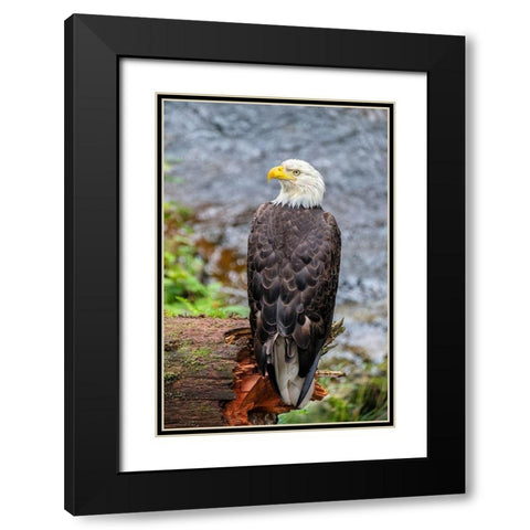 Bald Eagle-Anan Creek-Wrangell-Alaska-USA Black Modern Wood Framed Art Print with Double Matting by Engelbrecht, Jim