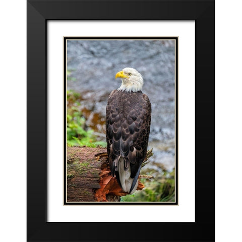 Bald Eagle-Anan Creek-Wrangell-Alaska-USA Black Modern Wood Framed Art Print with Double Matting by Engelbrecht, Jim