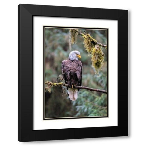 Bald Eagle-Anan Creek-Wrangell-Alaska-USA Black Modern Wood Framed Art Print with Double Matting by Engelbrecht, Jim